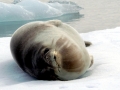 Ross Seal