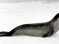 Ross Seal