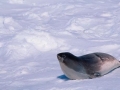 Ross Seal