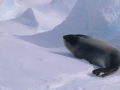 Ross Seal