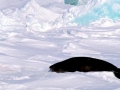 Ross Seal