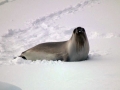 Ross Seal