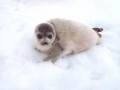 Ross Seal