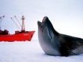 Ross Seal