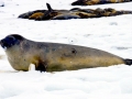 Ross Seal