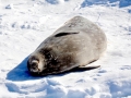 Ross Seal