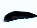 Ross Seal