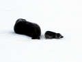 Ross Seal