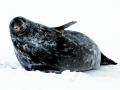 Ross Seal