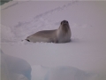 Ross Seal
