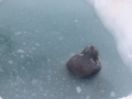 Ross Seal