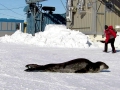 Ross Seal