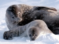 Ross Seal