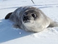 Ross Seal