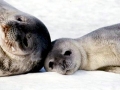 Ross Seal