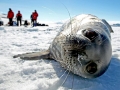 Ross Seal