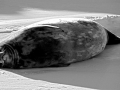 Ross Seal