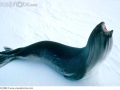 Ross Seal