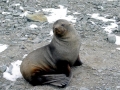 Ross Seal