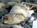Ross Seal