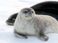 Ross Seal