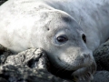 Ross Seal