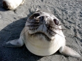 Ross Seal