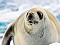 Ross Seal