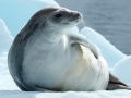 Ross Seal