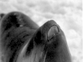 Ross Seal