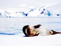 Ross Seal