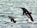 Rough-Toothed Dolphin