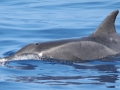 Rough-Toothed Dolphin