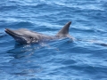Rough-Toothed Dolphin