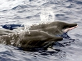 Rough-Toothed Dolphin