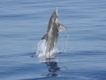 Rough-Toothed Dolphin