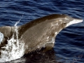 Rough-Toothed Dolphin