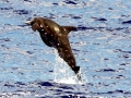 Rough-Toothed Dolphin