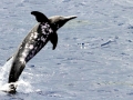 Rough-Toothed Dolphin