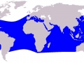 Rough-Toothed Dolphin