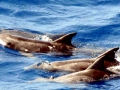 Rough-Toothed Dolphin