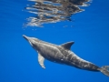 Rough-Toothed Dolphin