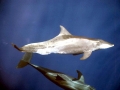 Rough-Toothed Dolphin