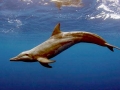 Rough-Toothed Dolphin