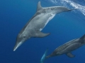 Rough-Toothed Dolphin