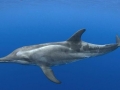 Rough-Toothed Dolphin