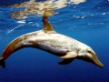 Rough-Toothed Dolphin