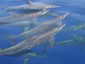 Rough-Toothed Dolphin