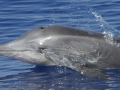 Rough-Toothed Dolphin
