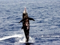Rough-Toothed Dolphin
